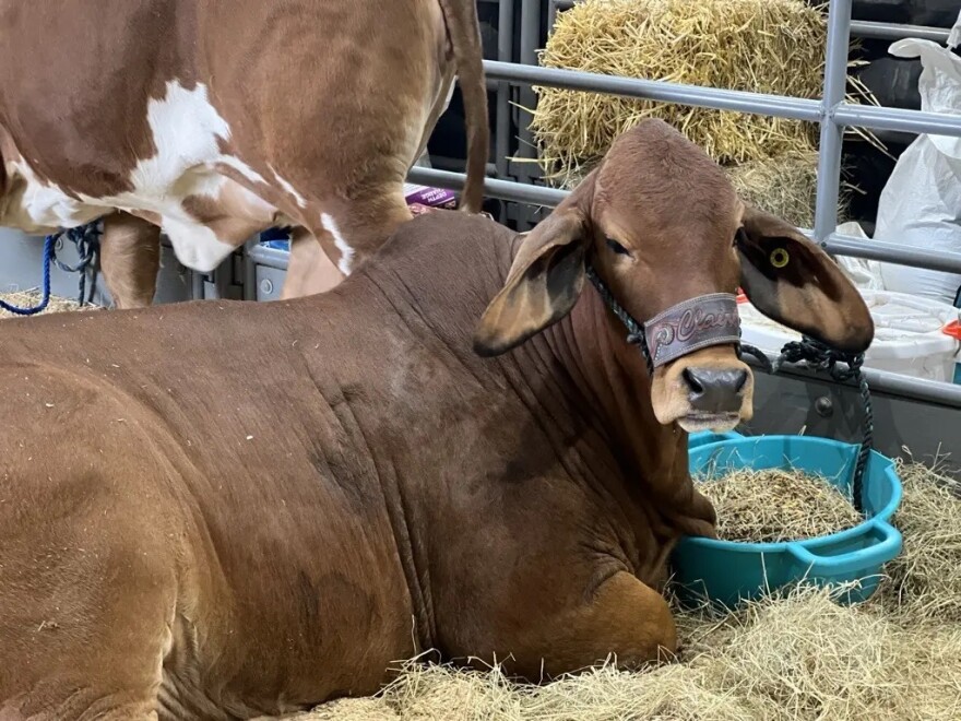 A cattle head at the Houston Livestock Show and Rodeo on March 9, 2026.