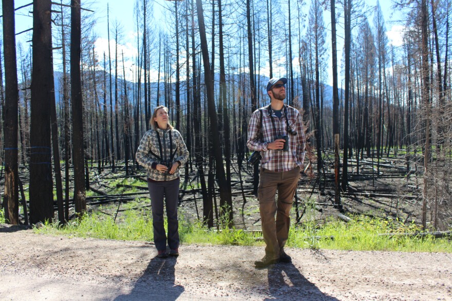 Megan Fylling and William Blake try to identify a bird flitting through the trees in a part of the Rice Ridge burn area near Seeley Lake.