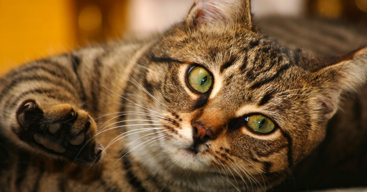 August Is International Cat Month