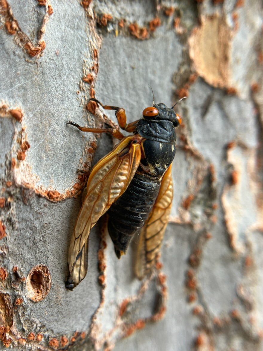 A Brood II cicada near Moore on May 18.