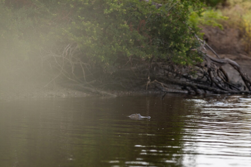 An alligator swims near Pecan Island in Vermilion Parish, Louisiana, on Tuesday, August 25, 2026. 