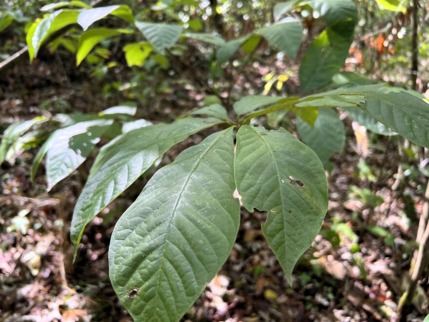 A small pawpaw plant grows in the woods.