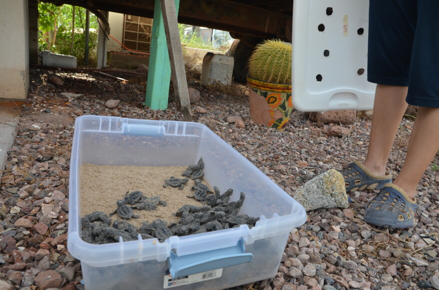 A box of 95 olive ridley sea turtle hatchlings prepares for release.