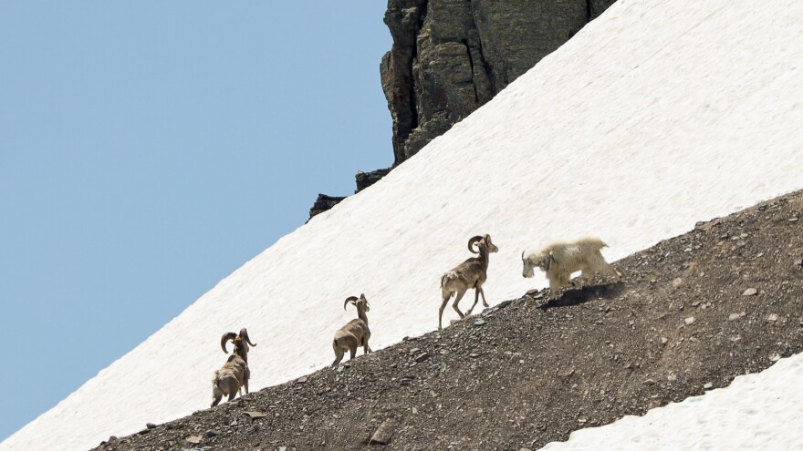 Mountain goat moves to three bighorn rams in Glacier National Park.