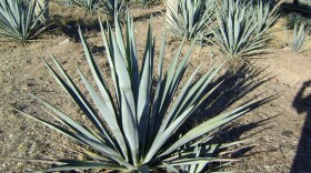 Image of the agave plant, used in tequila production