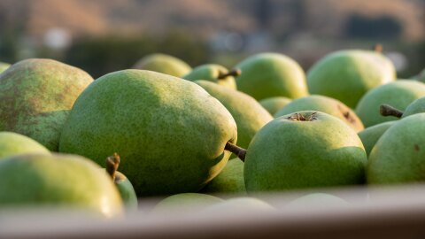Green pears are stacked on top of eachother 