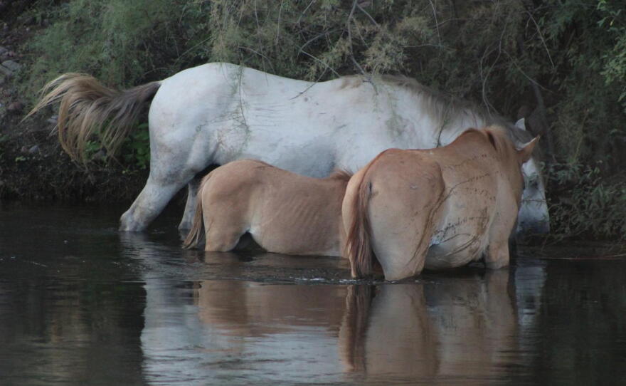 Horses wade in the Salt River