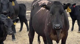  Cattle impacted by the Richard Spring fire burning in ranching communities in Southeast Montana. Submitted by Tiffany Davenport.