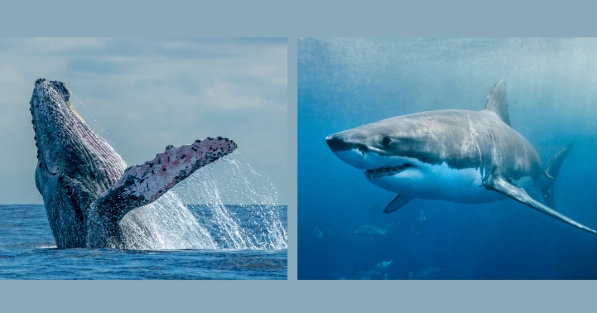 Summer of Sharks & Whales