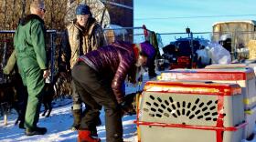 Jeff King watches as vets check his dogs before he takes off for the Kuskokwim 300. (Zachariah Hughes/KYUK)