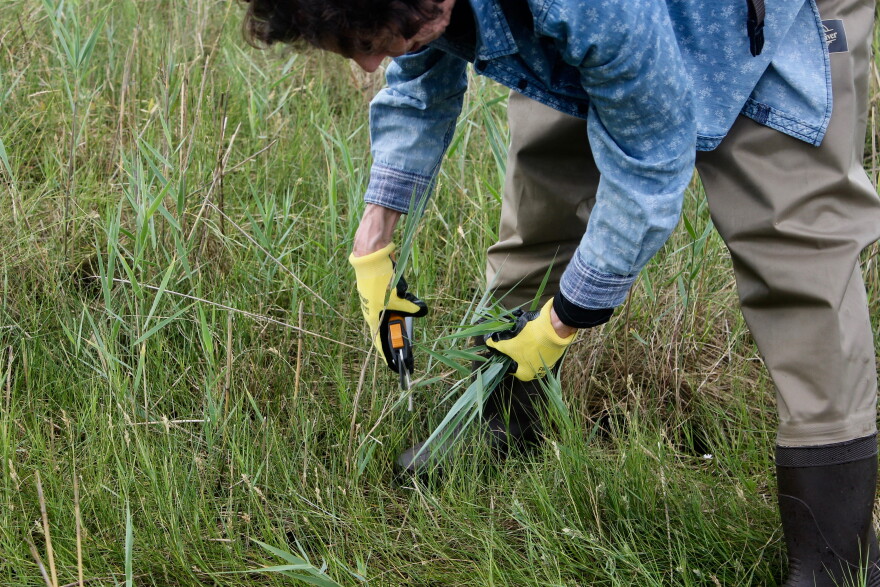 Volunteers with SoundWaters clear invasive plants from a salt marsh. — Stamford, Conn.