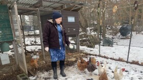 Ahuva Gottdiener tends the chickens in her suburban homestead in Monsey, NY.