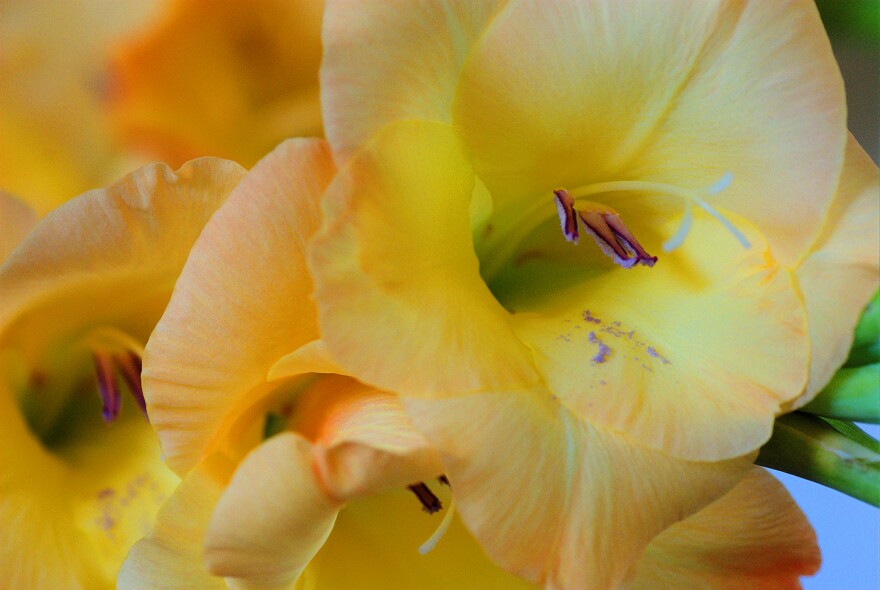 Connecticut Garden Journal Store Your Flower Bulbs Connecticut Public