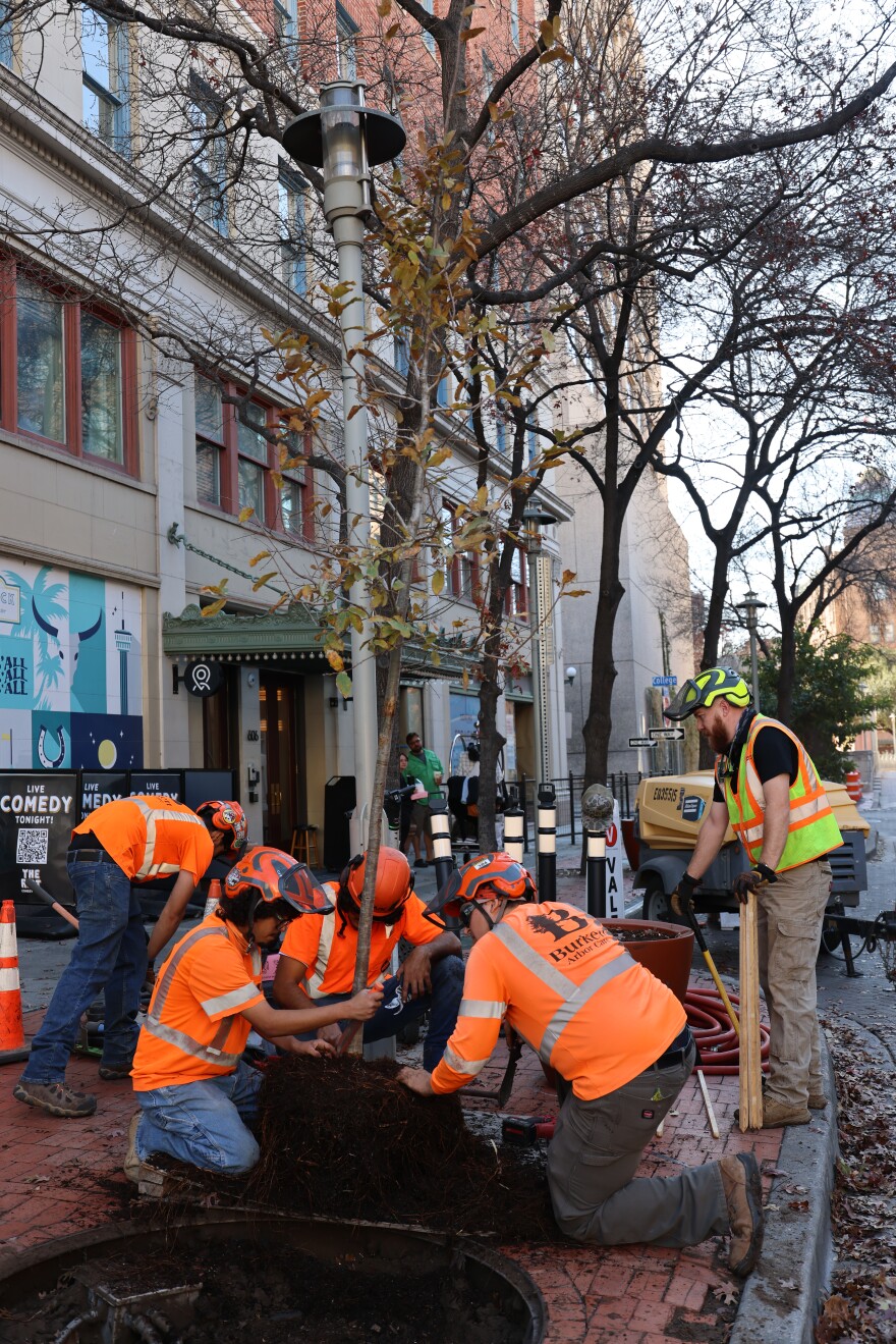 A tree that the initiative planted downtown