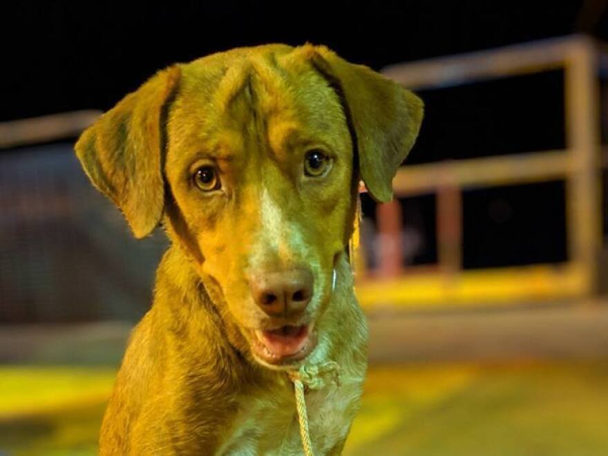 The rescued dog appeared to be growing stronger on the oil rig before he made his journey back to shore.