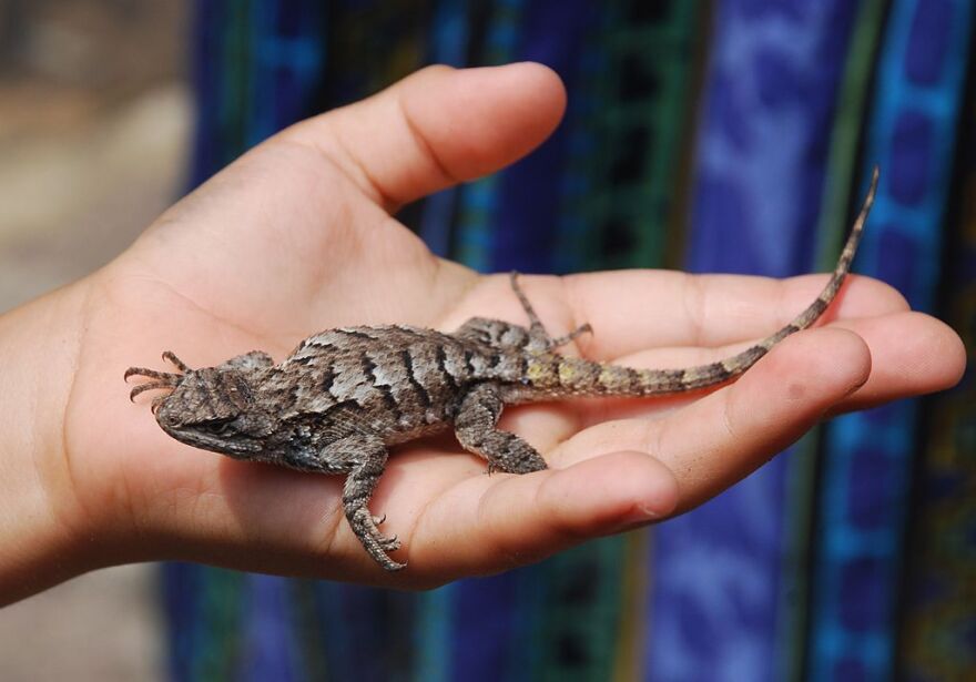 An Eastern Fence Lizard found in Douthat State Park is a state park located in the Allegheny Mountains in Virginia.