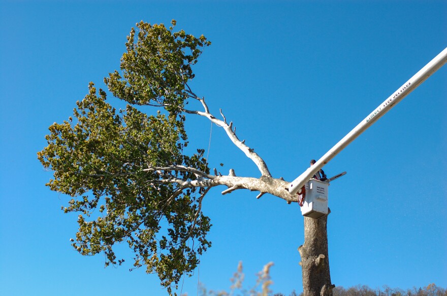 "There's this guy I know from my childhood and he works with cutting down trees and I hadn't seen him for awhile so I stopped to talk to him, and he was like we're cutting down this tree and the tree started coming down so I raised my camera and took a picture."