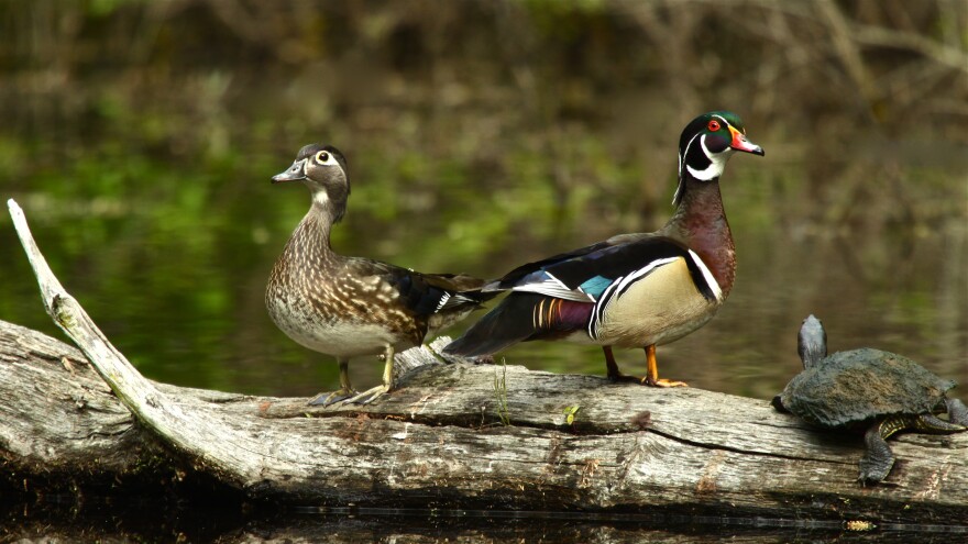 Two wood ducks sit on a log.