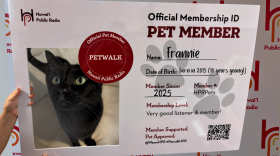 Carolyn’s sweet kitty, Frannie, previews our HPR Pet Member ID photo frame. Frannie has been an HPR member since 2025, along with her parakeet sister. She donated $100 when she heard her parents on air during a pledge drive. She is 10 years old and was adopted from the Hawaiian Humane Society