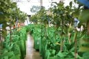 San Antonio's Parks and Recreation will give away 1,000 free fruit trees at its annual "Sweet N Green" giveaway, formerly known as the "Jammin' Jams."