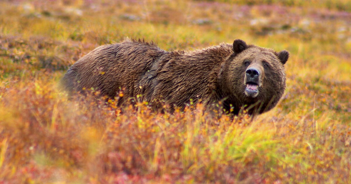 Groups File Lawsuit To Halt Grizzly Delisting