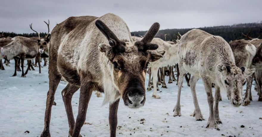 Europe's New Wild - In The Land Od Snow and Ice