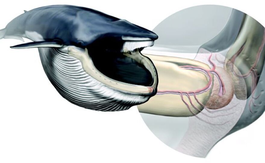 A new sensory organ, highlighted in a fin whale after lunging, coordinates their lunge-feeding strategy. At right, anatomy of the new sensory organ.