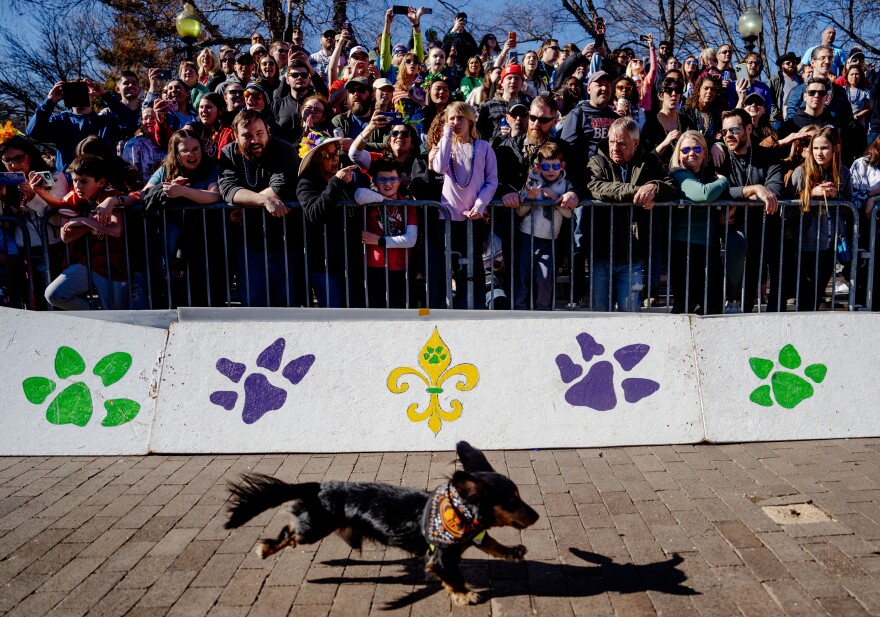 Dozens of fans cheer as a miniature dachshund races fellow dogs on Sunday, Feb. 12, 2023, during a wiener dog race after the 30th Annual Purina Pet Parade in Soulard.