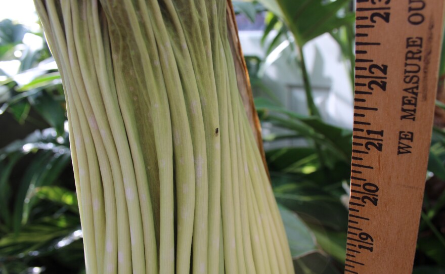 CorpseFlower