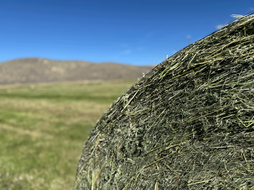 Freshly formed round bales of hay sit waiting to be collected in the fall light near New Princeton, Oregon on Sept. 29, 2026.