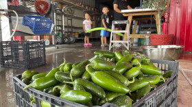 FILE - A basket of fresh harvested green chile waiting to be roasted at Grajeda Hatch Chile Market is seen in Hatch, N.M., on July 12, 2012. New Mexico produced more than 53,000 tons of its most famous crop during the last growing season in 2022, meaning more chile peppers found their way into salsas and onto dinner plates than the previous year. (AP Photo/Susan Montoya Bryan, File)