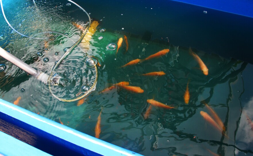Eventually, ComCrop will sell or donate the tilapia it uses to enrich the water that irrigates its Italian basil, peppermint, spearmint, heirloom tomatoes and leafy greens.