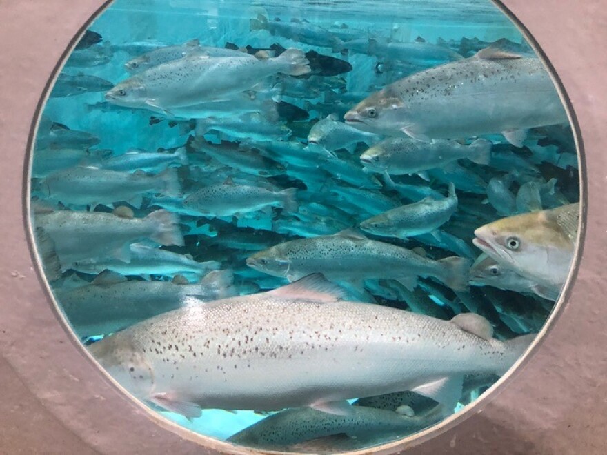Wisconsin-based Superior Fresh acquired the former Albany, Indiana, AquaBounty aquaculture site in July 2024, but the company won’t produce genetically modified salmon.