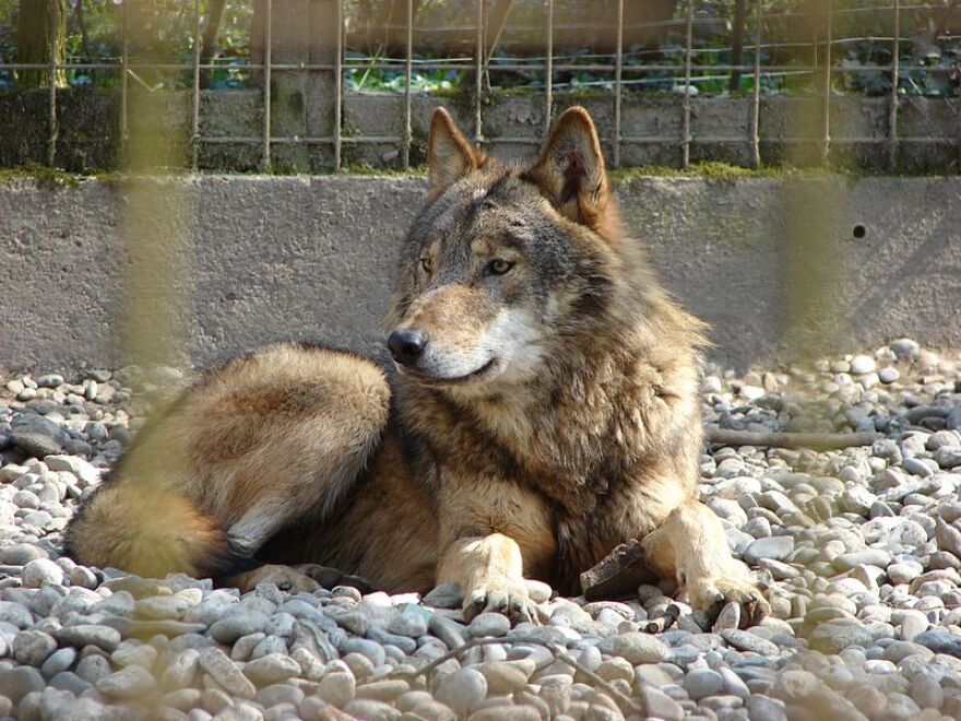 Does this wolf look any different to you? It's an Eastern Wolf; a separate species from the Gray Wolf. U.S. Fish and Wildlife Service officials say they're working to set the record straight on where these wolves historically ranged in the U.S.