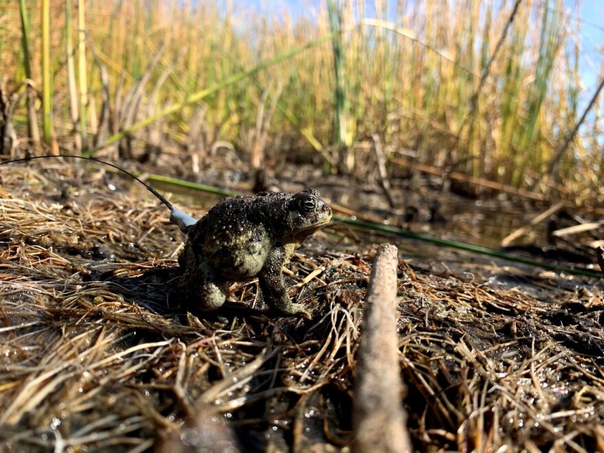 A Wyoming toad in a marshy area with a small telemetry backpack.