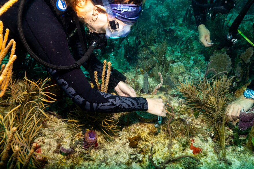 The researchers held the baby corals down with concrete pucks and check on them periodically to confirm they are healthy and secure.