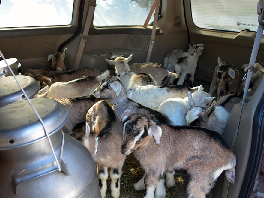 The kids take a ride in a minivan with large barrels full of their mothers' milk, to get them started on the milking apparatus at the Vermont Goat Collaborative's Pine Island Farm.