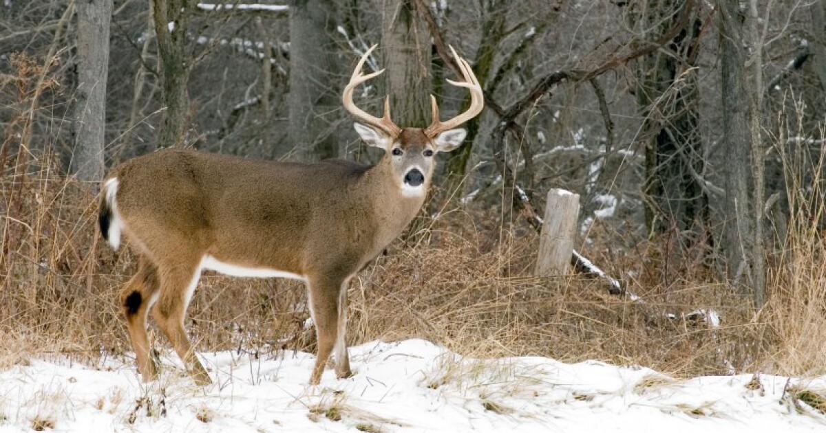 DNR doubles deer habitat grant funding in UP