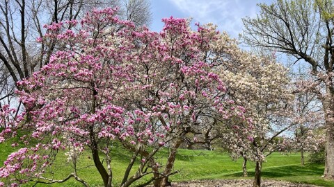 Trees in Albany's Washington Park.