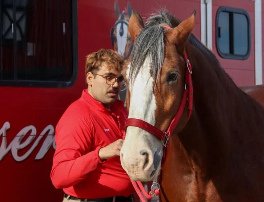 A man in a red shirt tends to the red bridle of a Clydesdale horse. They are both standing in front of a Budweiser van.