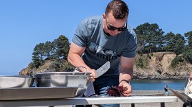 A man working at a table on a beach, preparing to break open a red urchin using an ab iron, a tool that looks like a cross between a large dull knife and a small pry-bar.