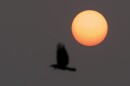 A bird flies in front of the sun as Haze blankets the region.