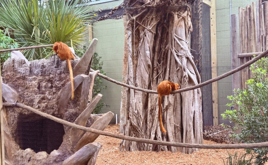 The Palm Beach Zoo & Conservation Society in West Palm Beach has unveiled a new specially designed habitat for two sloths and three endangered squirrel-sized monkeys called golden lion tamarins. In the photo, two of three golden lion tamarin is pictured behind a zoo mesh, a thin screen-like material separating zoo visitors from animals. August 27, 2025
