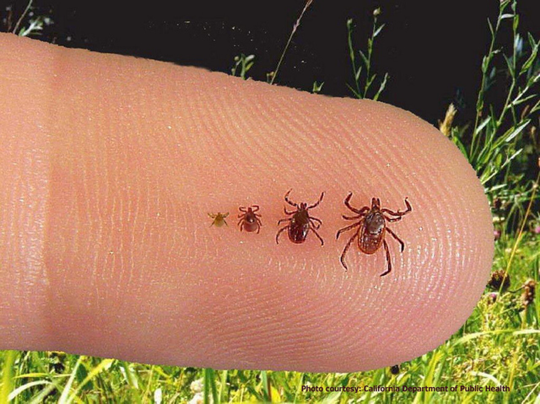 An Update On Ticks In N.H. The Latest In TickBorne Diseases New
