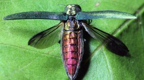 The emerald ash borer.