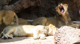 Lion cubs yawning zoo hero 2