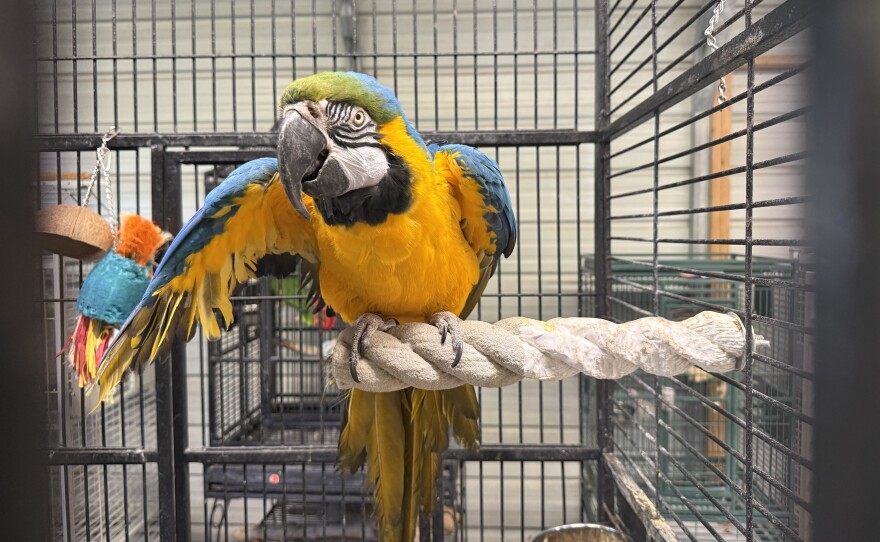 Marigold is a blue and gold macaw at Nana & Papa's Nest