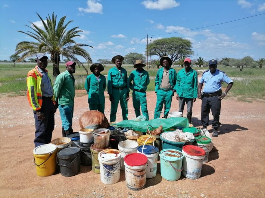 A collection crew preparing to harvest mopane worms