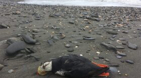 A dead Puffin found along one of the beaches of Nome in June, 2020. Photo from Gay Sheffield, used with permission. Click to share on Facebook (Opens in new window)Click to share on Twitter (Opens in new window)Click to email this to a friend (Opens in new window)