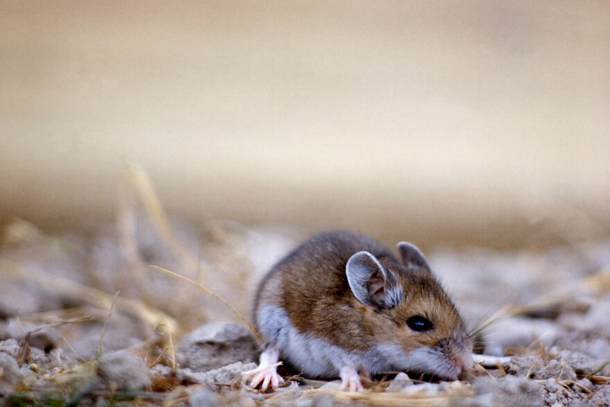 how long does hantavirus live in droppings